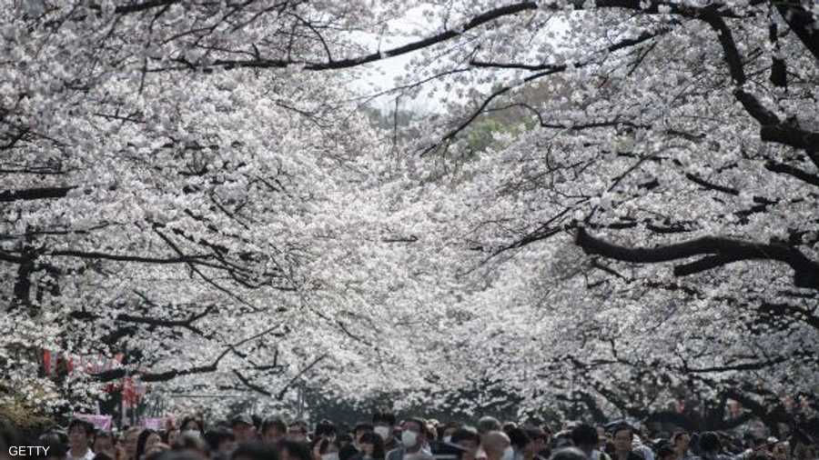 يابانيون يحتفون بقدوم الربيع في ظل زهر الكرز
