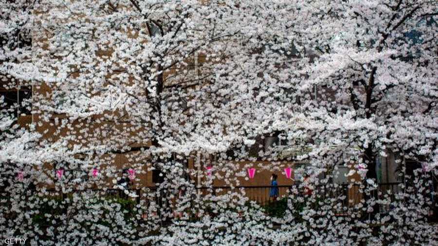 أزهار شجر الكرز الربيعية تبدو كندف الثلج في الشتاء
