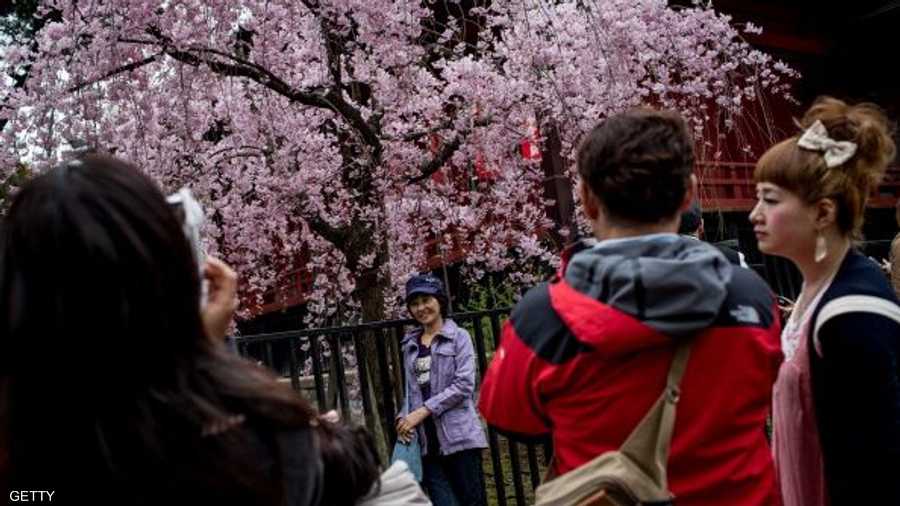 وصورة في ظل أزهار شجرة اللوز في طوكيو