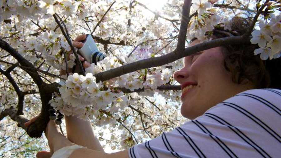 سيلفي..أو صورة ذاتية وسط زهور شجرة الكرز