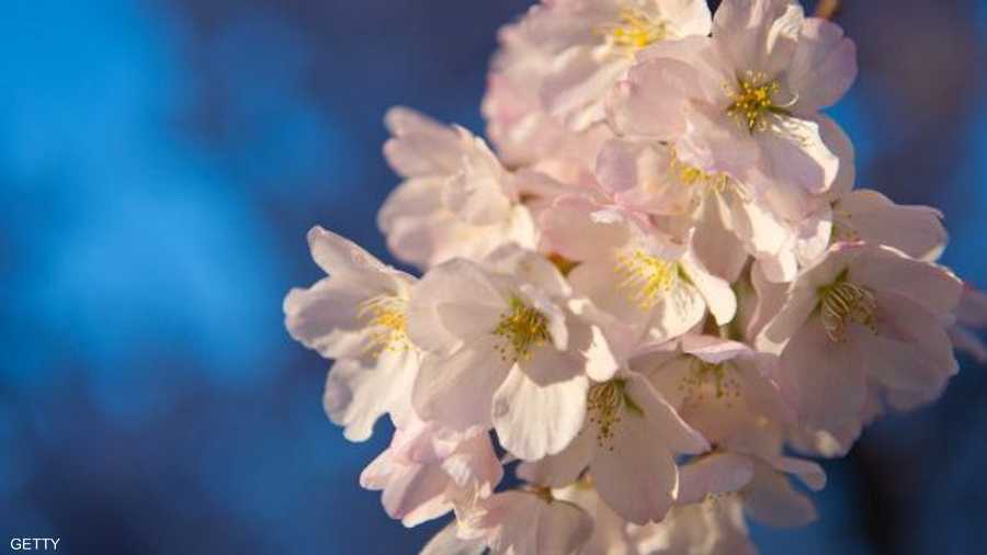يبلغ تفتح زهر الكرز أوجه خلال الأسبوع الجاري