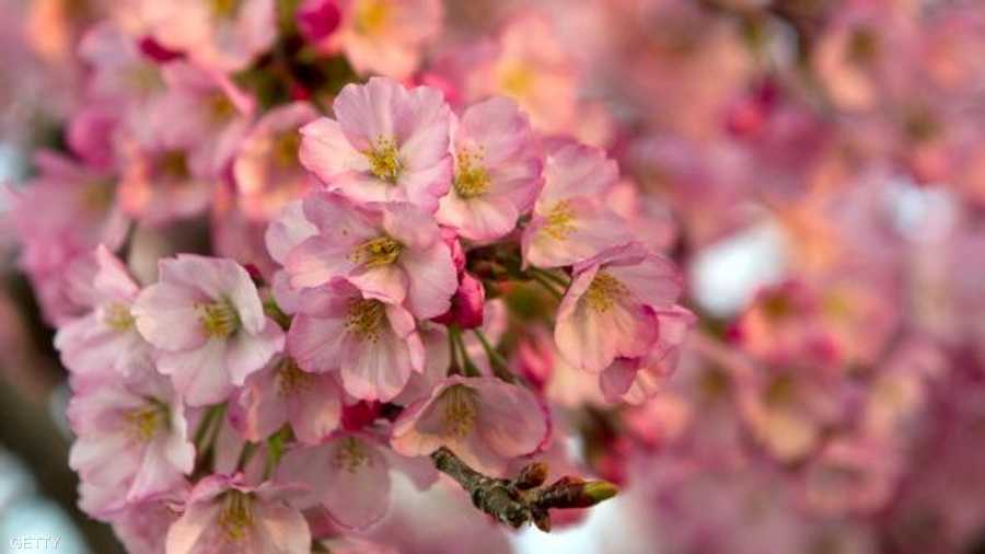 ألوان زهرة الكرز تبعث الدفء