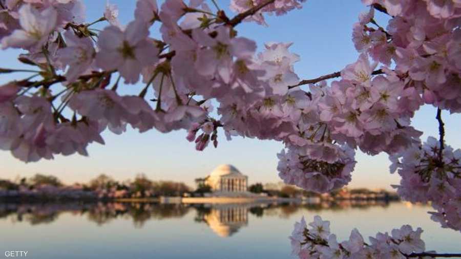 شجرة كرز تطل من بعيد على نصب جيفرسون التذكاري في واشنطن