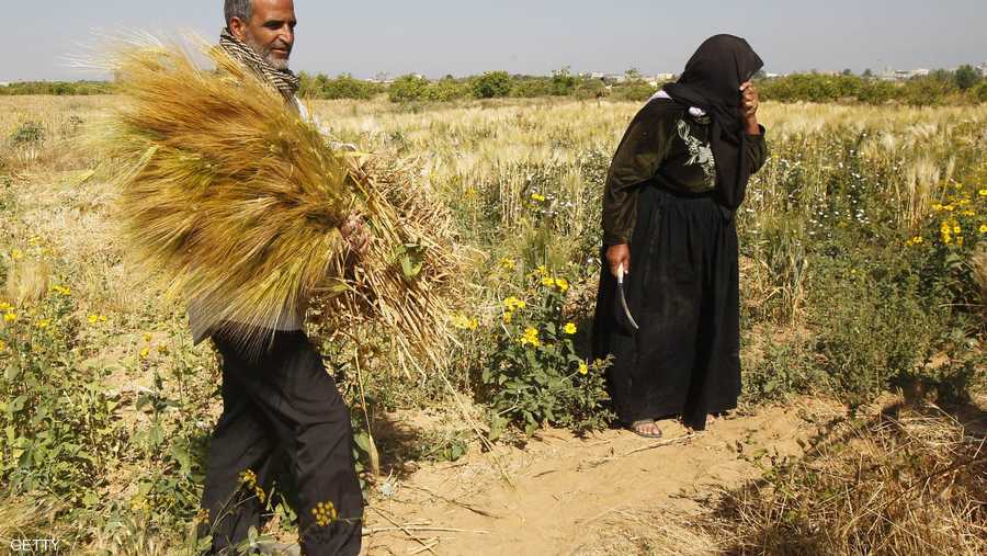 امرأة تساعد زوجها على حصاد حقلهم المليئ بسنابل القمح.