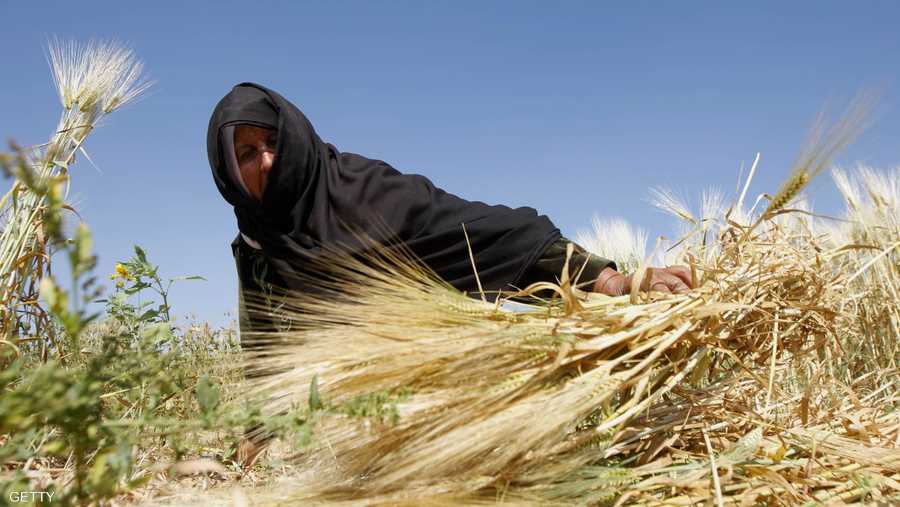 النساء يشاركن في هذا الحصاد الموسمي بشغف كبير.