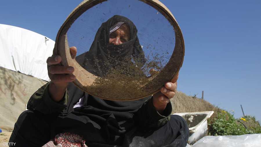 امرأة غزية تعسف القمح لتنظيفه.