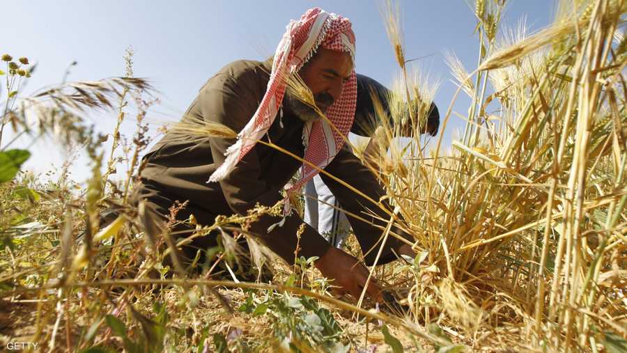 فلاح غزي يحصد القمح في حقل على حدود قطاع غزة.