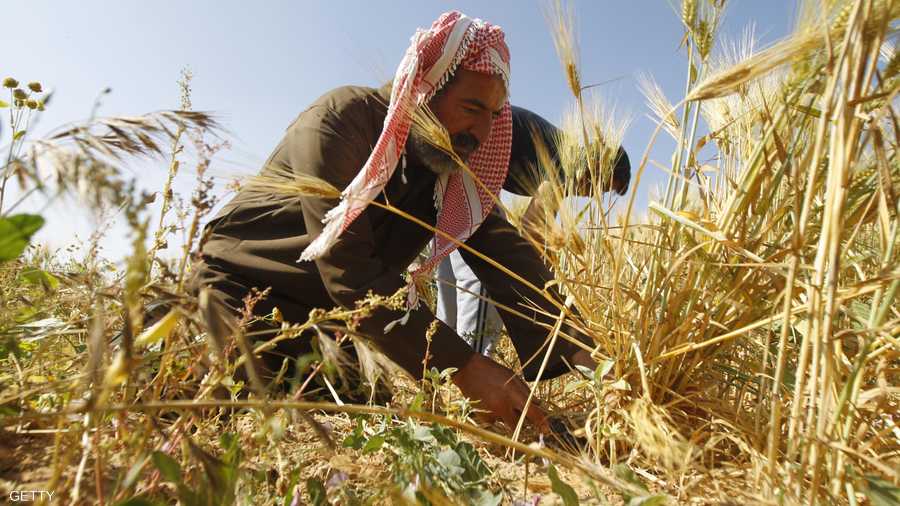 فلاح غزي يحصد القمح في حقل على حدود قطاع غزة.