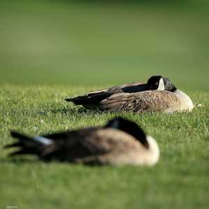 كبد الأوز يتصدر قائمة الأطعمة الجالبة للسعادة