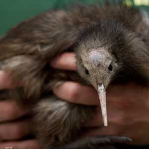 طائر الكيوي