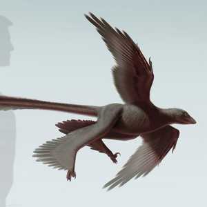 تشانغيورابتور ديناصور بأربعة أجنجة 