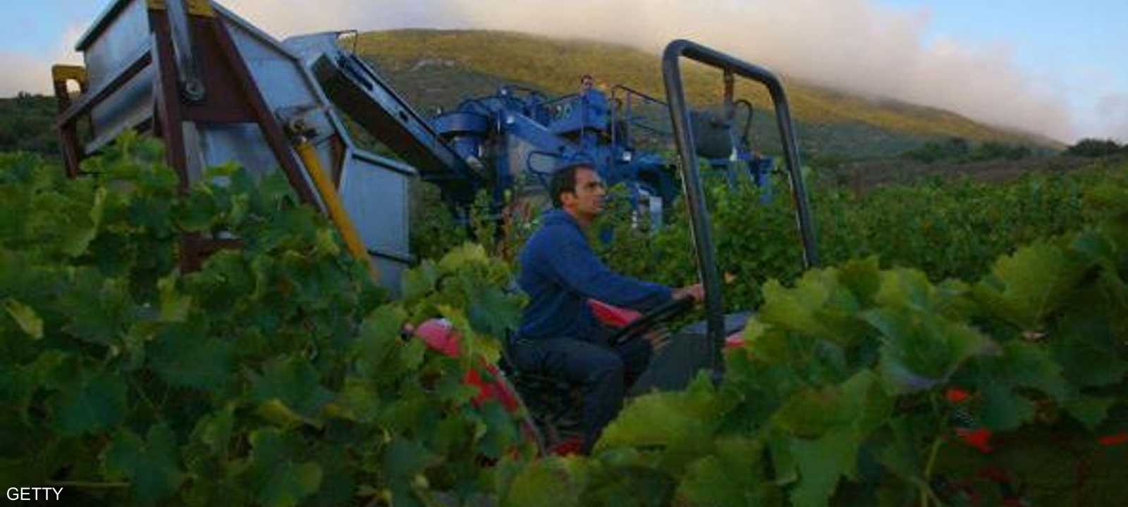 أرشيفية لإسرائيلي يجني محصول العنب في مزرعة إسرائيلية