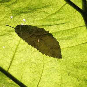 النبات صناعي يتمتع بوظائف مشابهة للنباتات الطبيعية