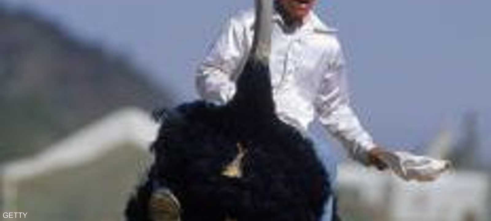 سباق النعام (أرشيفية)