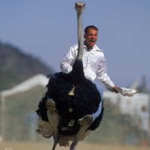 سباق النعام (أرشيفية)