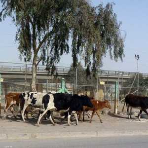 الماشية من أسباب تفشي المرض