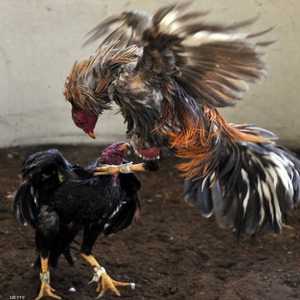 الزوجان أدارا مصارعة الديوك في حظيرة