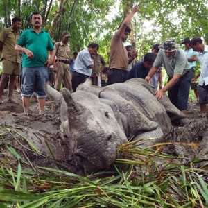 قرون وحيد القرن تعد تجارة رائجة في الهند