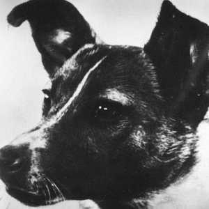 لايكا أول مخلوق يسافر إلى الفضاء الخارجي