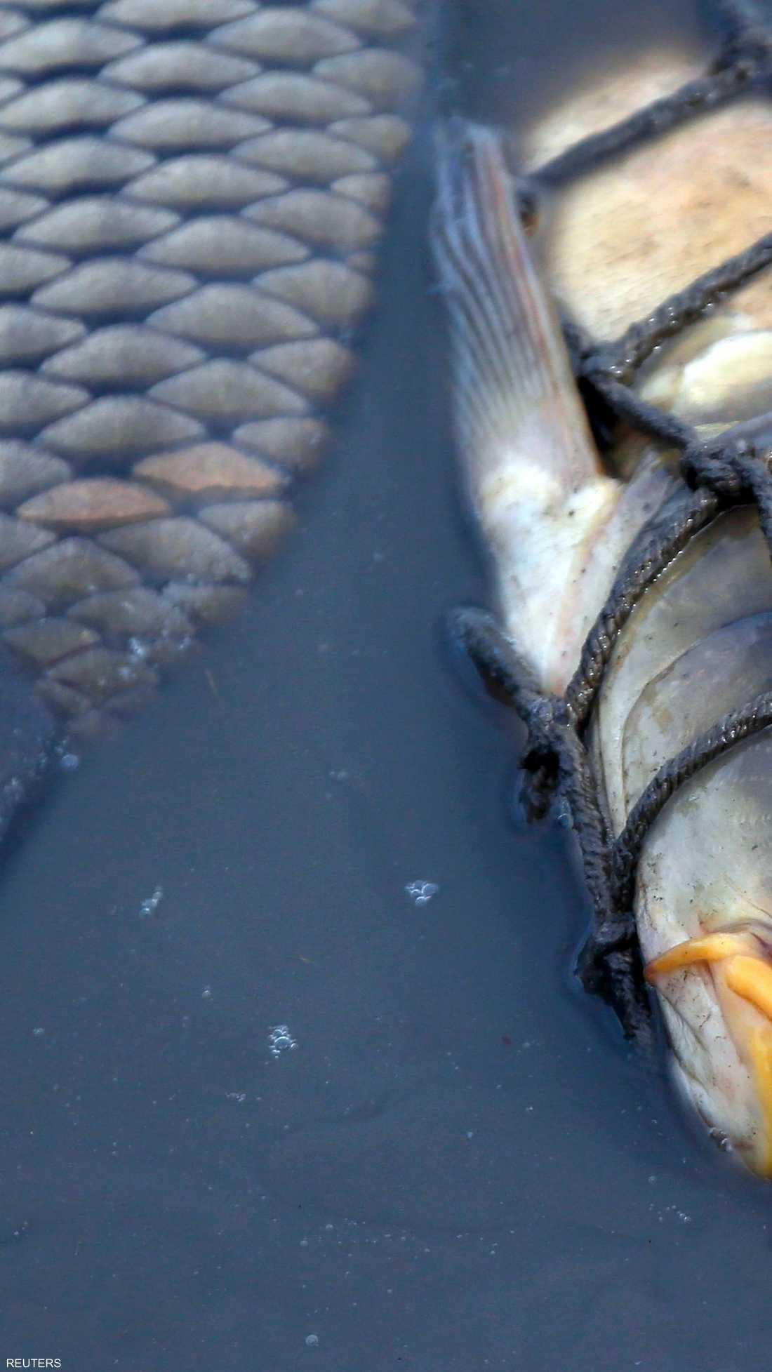 شباك الصيادين تلتقط أسماك المنطقة