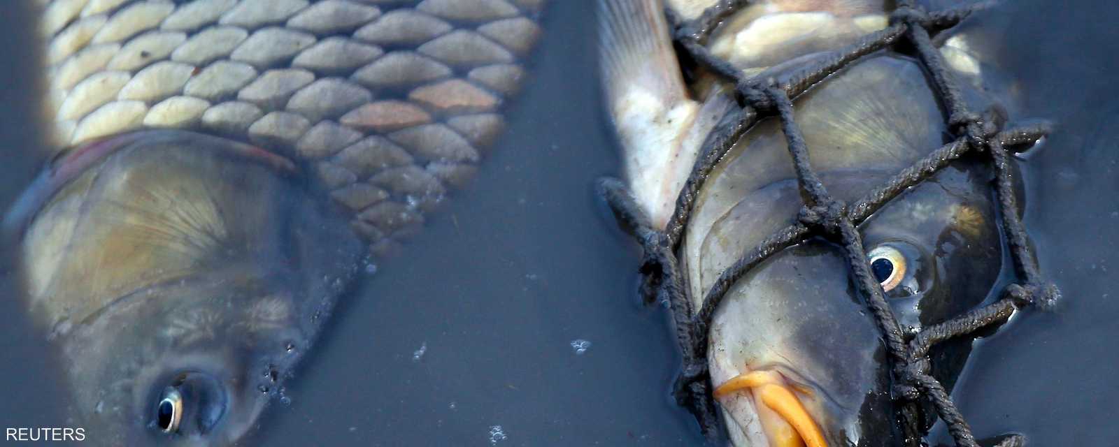 شباك الصيادين تلتقط أسماك المنطقة