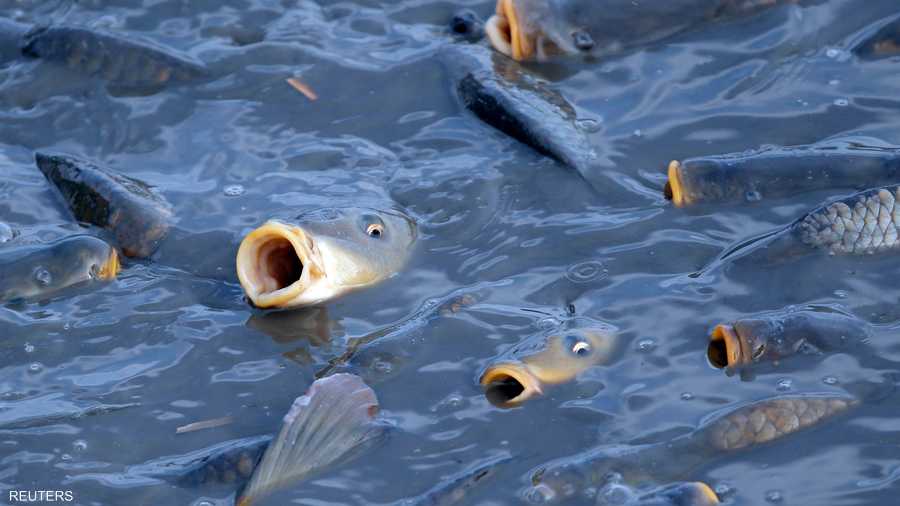 الأسماك تتوافر بكثرة في المنطقة