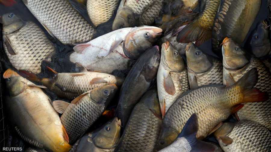 حصيلة يوم طويل من الصيد