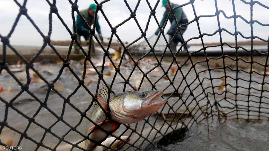 أسماك علقت في شباك الصيادين