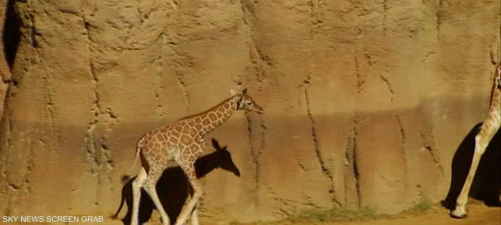 صورة تعبيرية