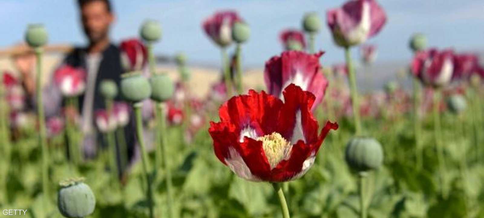 أفغانستان تنتج أكثر من 80 بالمئة من أفيون العالم