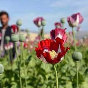أفغانستان تنتج أكثر من 80 بالمئة من أفيون العالم