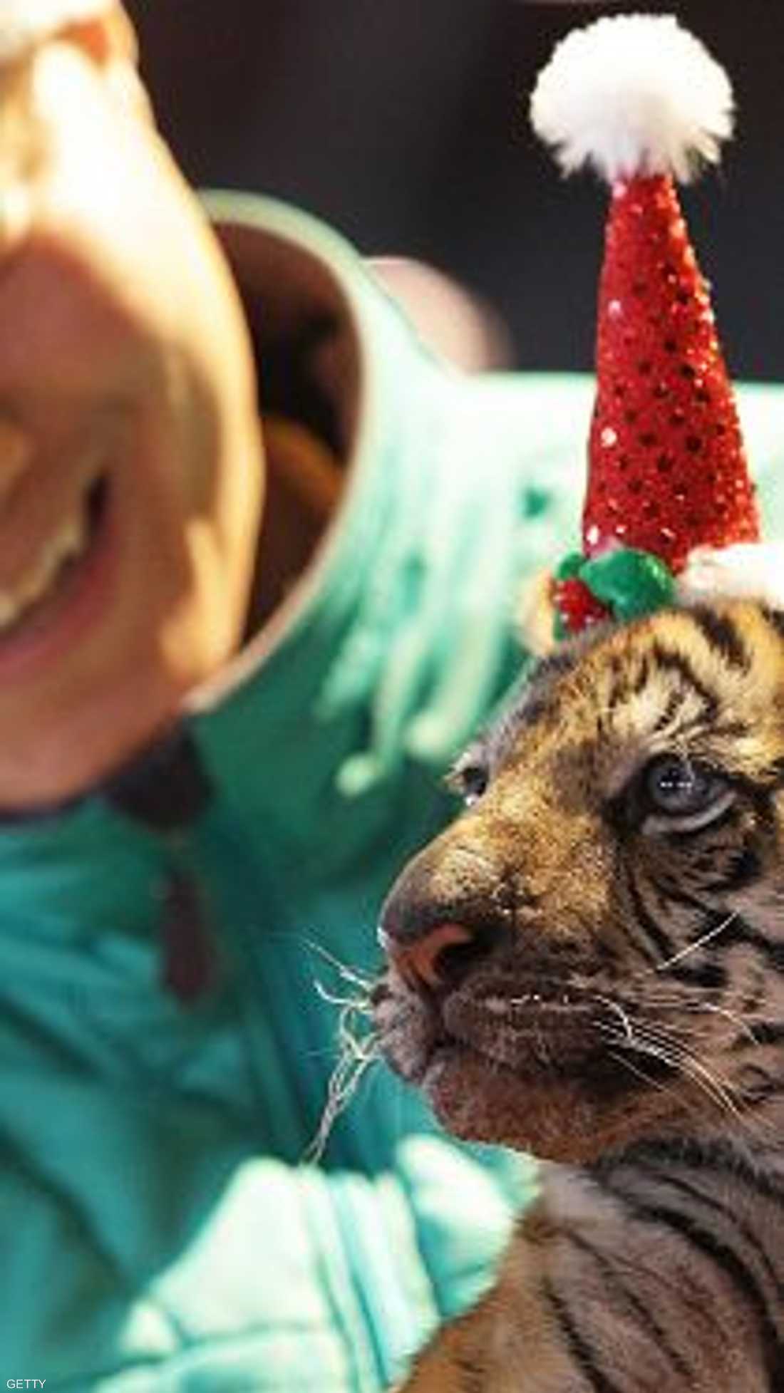 أنثى نمر، تبلغ من العمر 3 أشهر، ترتدي قبعة عيد الميلاد 