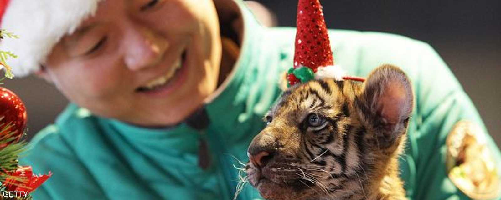 أنثى نمر، تبلغ من العمر 3 أشهر، ترتدي قبعة عيد الميلاد 