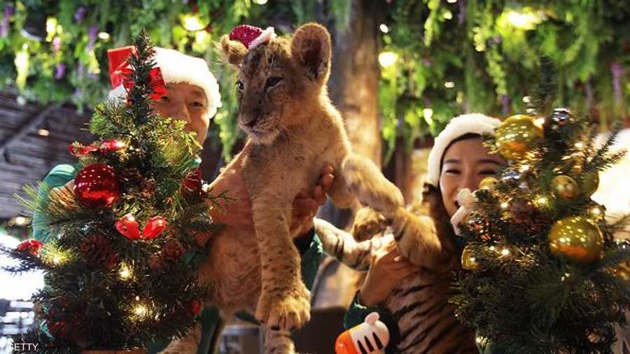صغار النمور والأسود بأزياء سانتا كلوز للترفيه عن زوار منتزه إيفرلاند