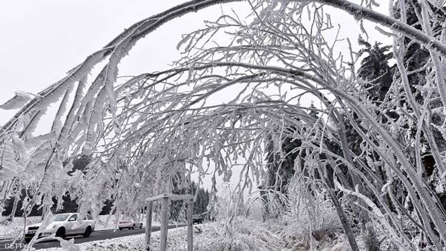 الثلوج تجمد الأشجار