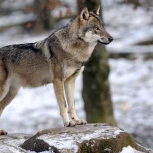 أرشيفية لذئب رمادي مثل الذي شوهد بالقرب من شلالات أوريغون الأميركية