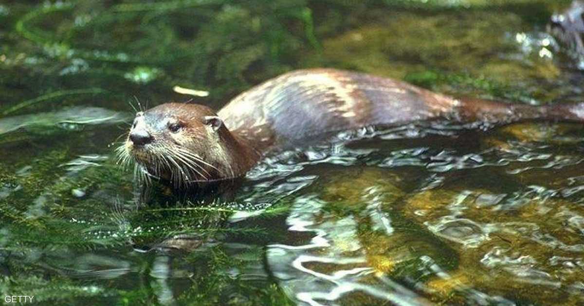 Звери водоемов. Животные реки. Водоплавающие животные. Животные которые живут в воде. Водоплавающие млекопитающие.