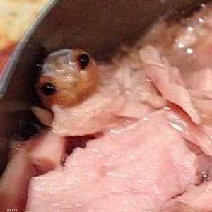 قملة الفم التي فاجأت سيدة بريطانية داخل علبة تونا