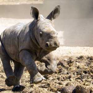 تمثل الظاهرة الانقراض الكبير السادس