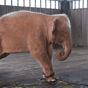 صورة تعبيرية لفيل