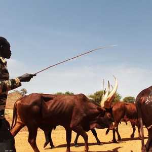 العلماء عكفوا على دراسة قطعان الماشية الإفريقية