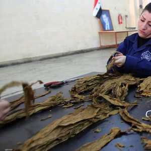 عاملة تقوم بقص أوراق التبغ