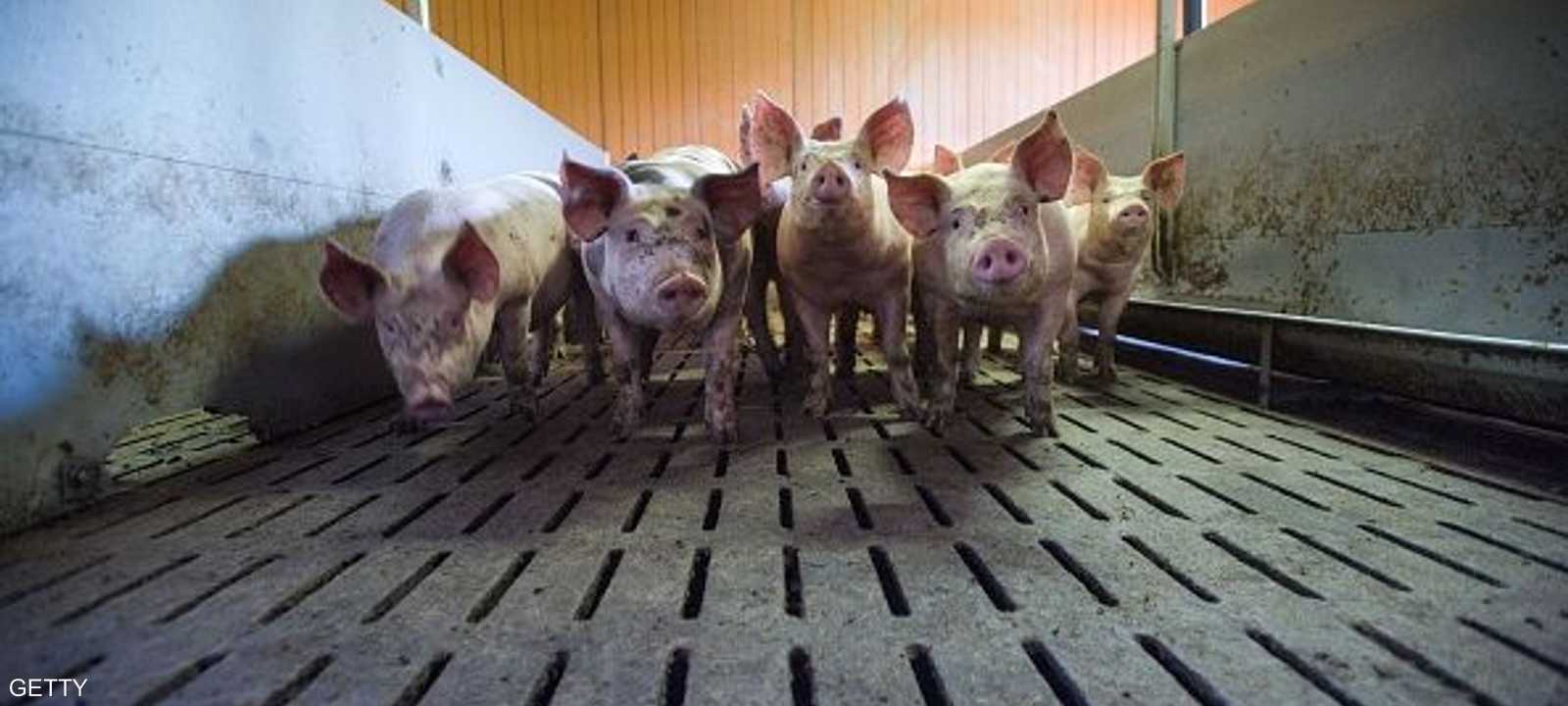 قالت اليابان إنها أعدمت أكثر من 15 ألف خنزير - أرشيف