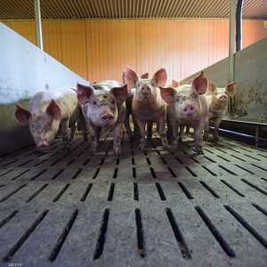 قالت اليابان إنها أعدمت أكثر من 15 ألف خنزير - أرشيف