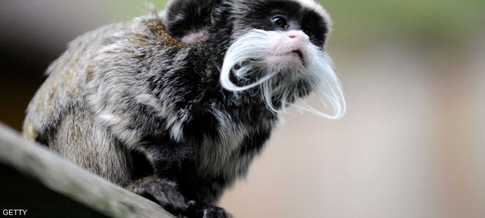 قرد طمارين في حديقة حيوان شرقي فرنسا