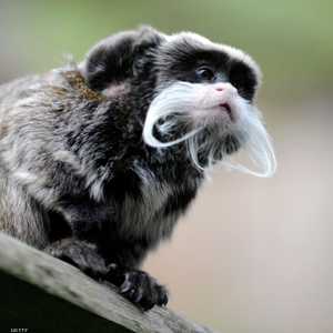 قرد طمارين في حديقة حيوان شرقي فرنسا