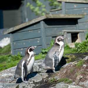 حملة أمنية بالنرويج بحثا عن 3 من صغار طيور البطريق