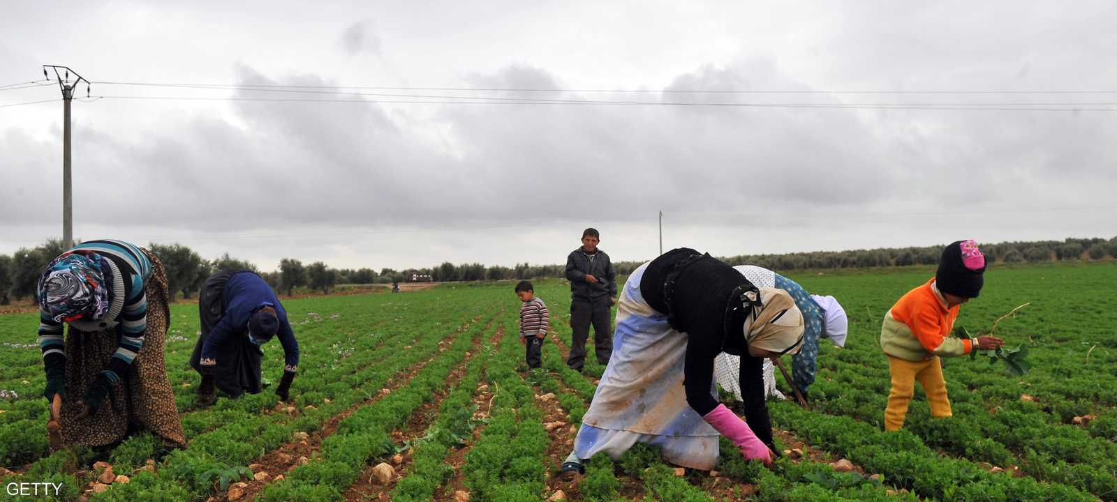مزارعات سوريات يحصدن ثمار أرض زراعية في إعزاز بريف حلب