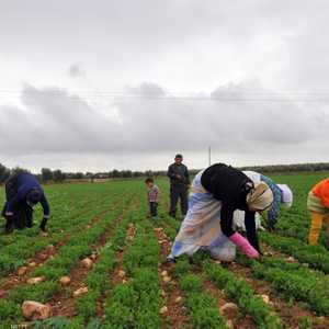 مزارعات سوريات يحصدن ثمار أرض زراعية في إعزاز بريف حلب