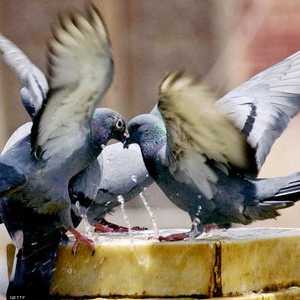 عير على رسالة غامضة باللغة الأوردية مرفقة مع الحمامة